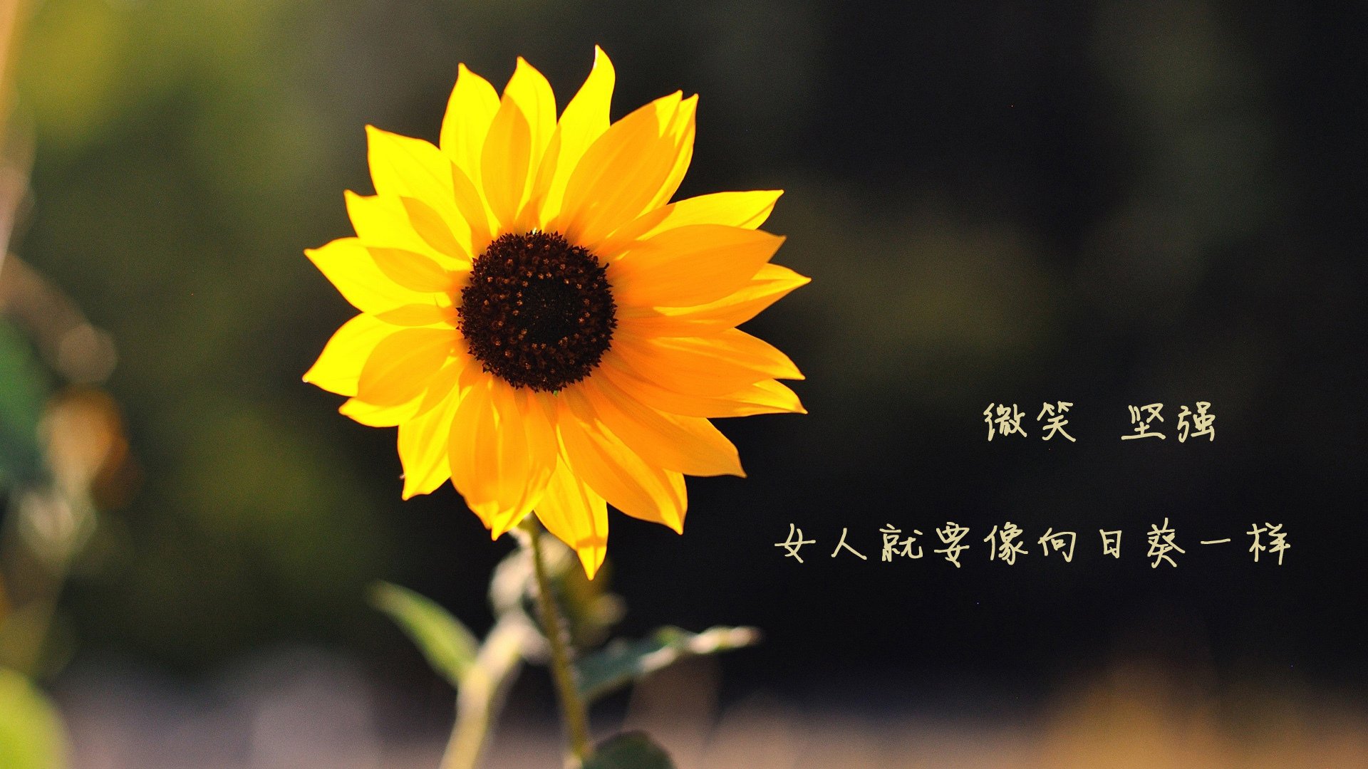开云·体育官网APP下载-拜仁慕尼黑主场2-1战胜弗赖堡，继续领跑积分榜，拜仁慕尼黑22号