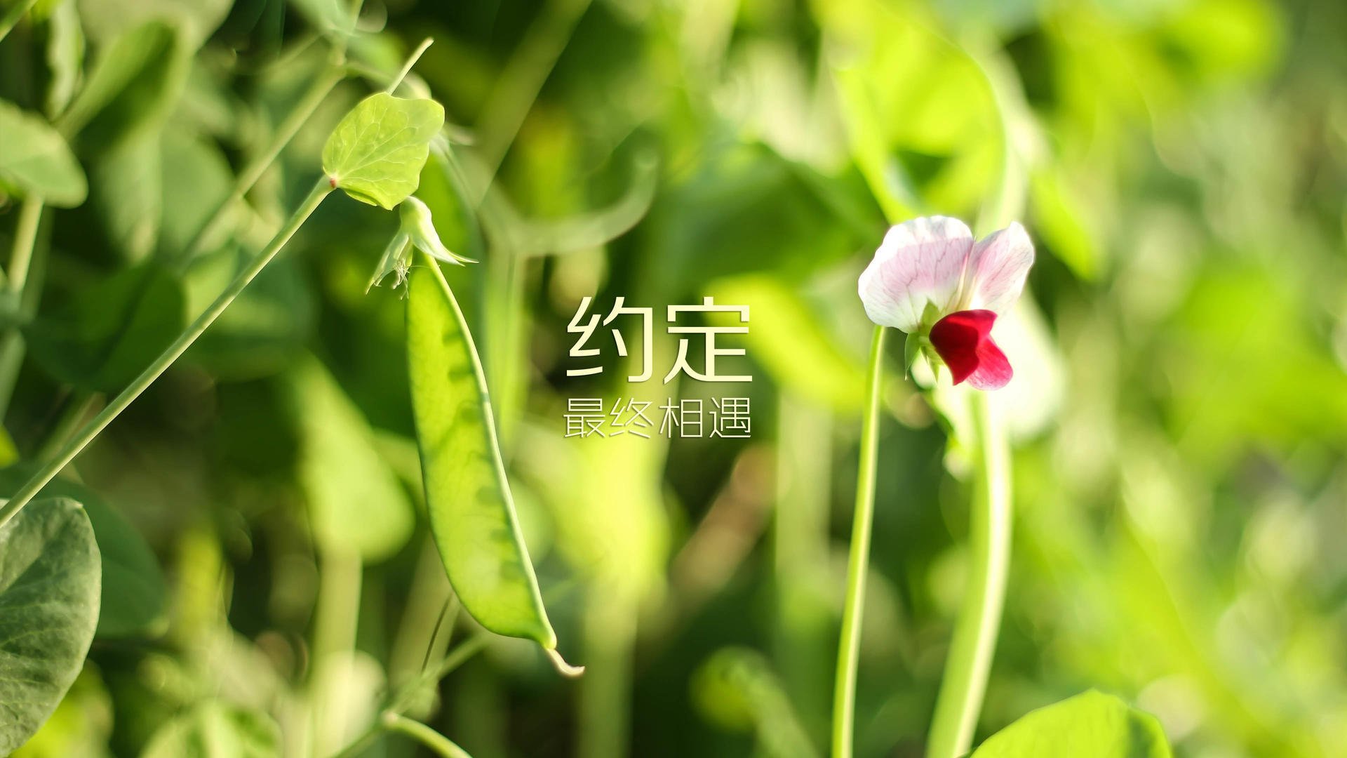 kaiyun网站-荷兰球队险胜法国，拼搏晋级欧国赛八强，荷兰国家队欧洲杯战绩