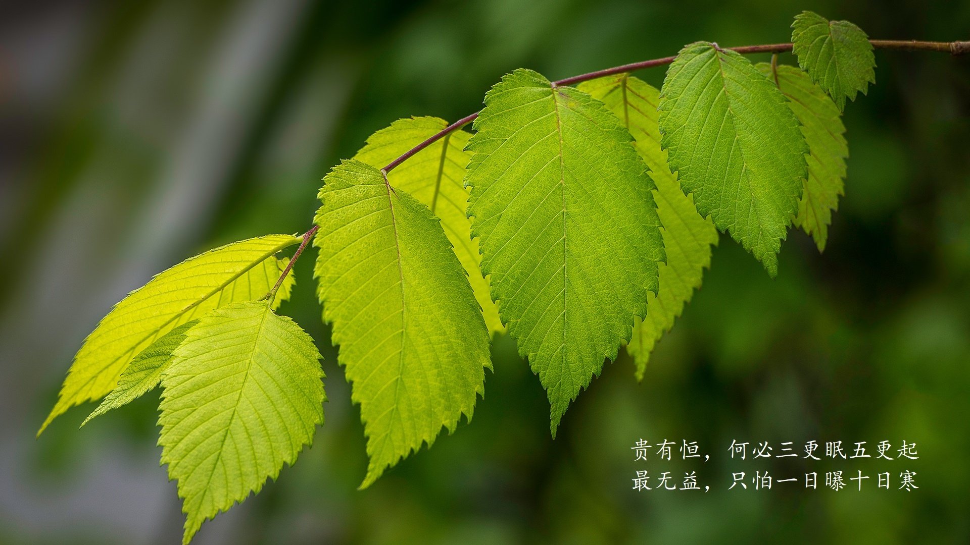 美国短蝶项目无敌手