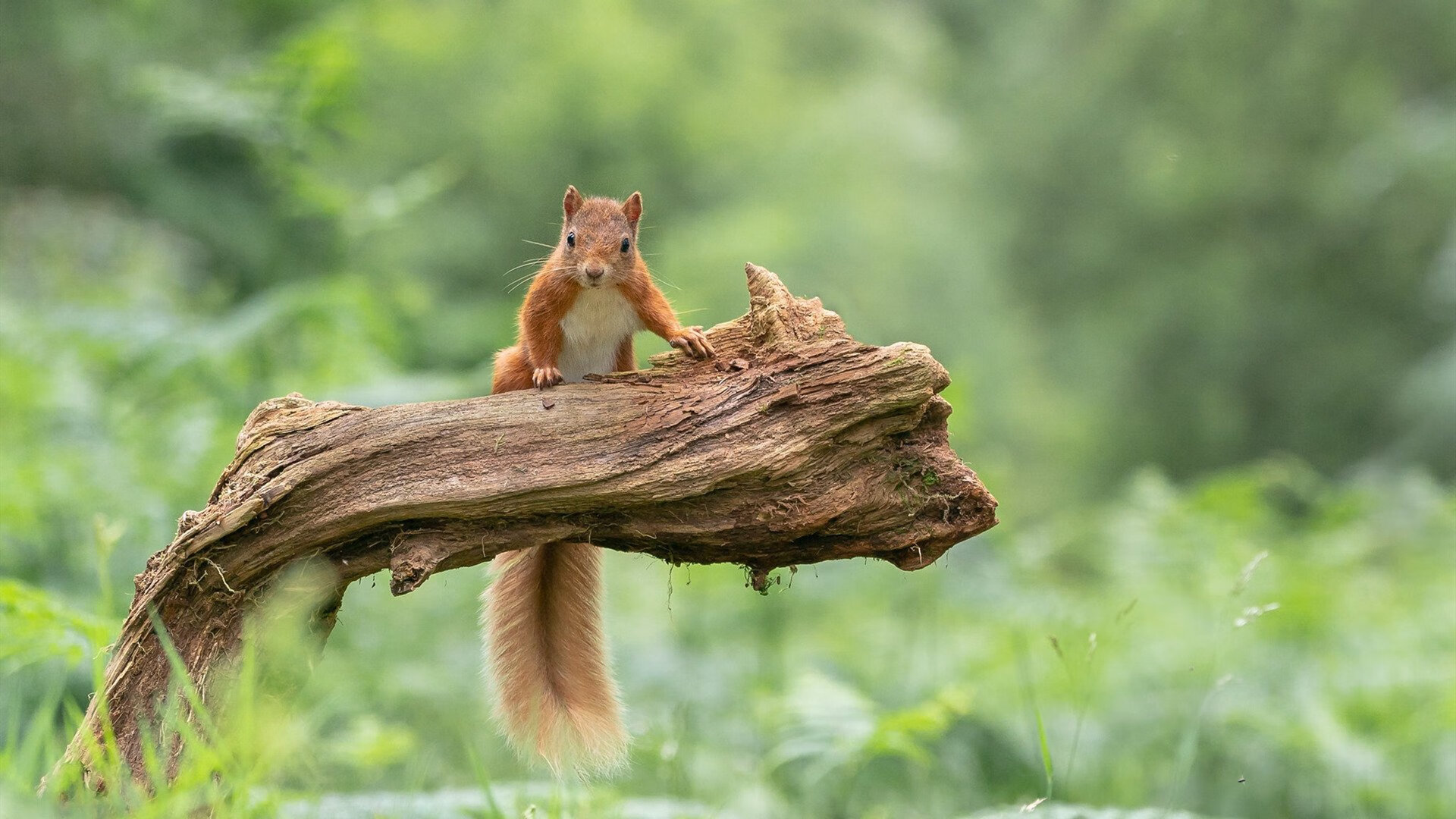 开云体育APP下载-新晋球员发布成长纪录片真实呈现从校园到职业全过程，球员生涯