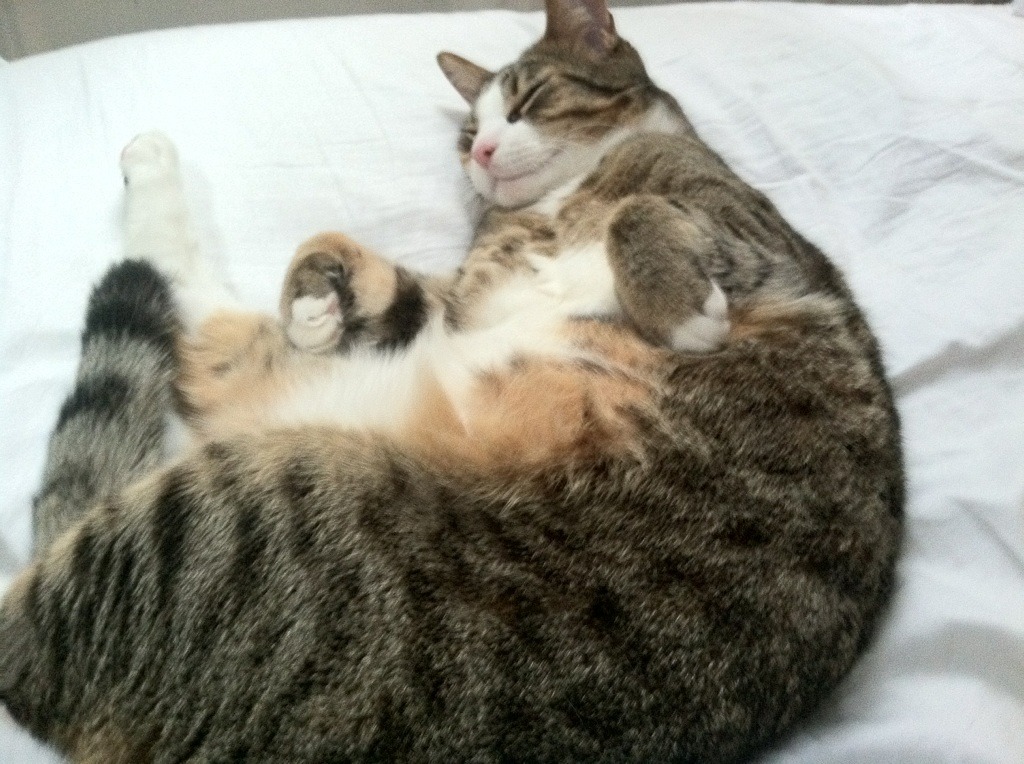 开云网页版登录入口-曼联在关键比赛中逆转取胜，追赶榜首竞争激烈