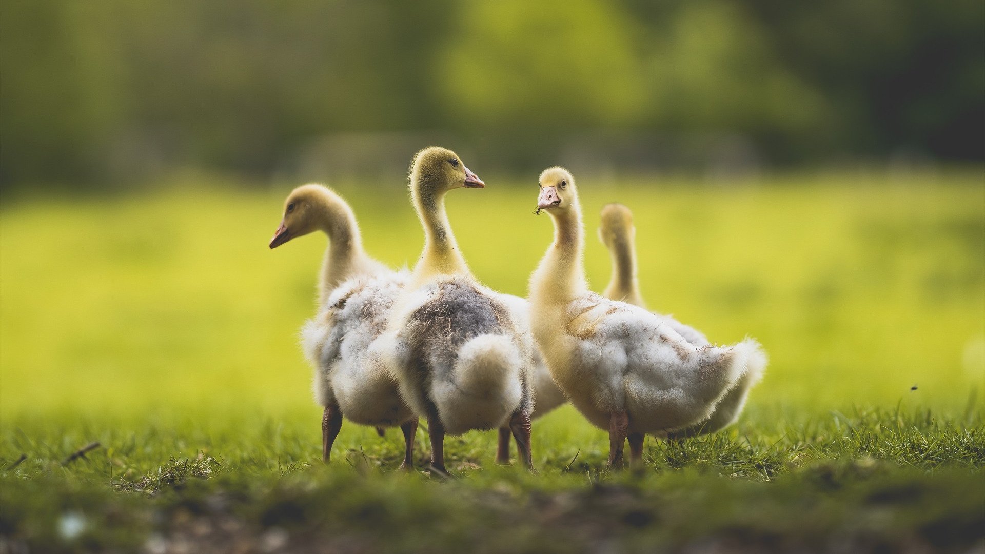 水球淘汰战奥地利展现韧性，水球 奥运会